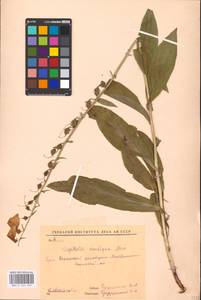 MHA 0 161 235, Digitalis grandiflora Mill., Eastern Europe, Eastern region (E10) (Russia)