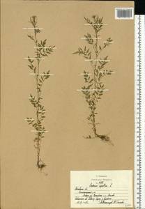 Cardamine impatiens L., Eastern Europe, Moscow region (E4a) (Russia)