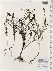 Odontites luteus (L.) Clairv., Caucasus, Stavropol Krai, Karachay-Cherkessia & Kabardino-Balkaria (K1b) (Russia)