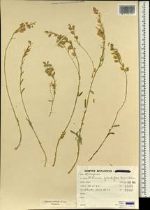 Aethionema grandiflorum Boiss. & Hohen., South Asia, South Asia (Asia outside ex-Soviet states and Mongolia) (ASIA) (Iran)