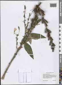 Oenothera × fallax Renner, Eastern Europe, Moscow region (E4a) (Russia)