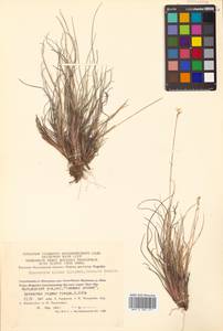 Anthoxanthum monticola (Bigelow) Veldkamp, Siberia, Chukotka & Kamchatka (S7) (Russia)