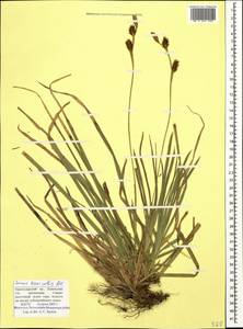 Carex brevicollis DC., Caucasus, Krasnodar Krai & Adygea (K1a) (Russia)