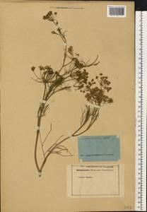 Seseli strictum Ledeb., Eastern Europe, Eastern region (E10) (Russia)