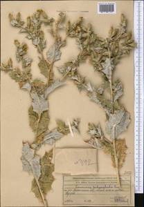 Cousinia polycephala Rupr., Middle Asia, Northern & Central Tian Shan (M4) (Kazakhstan)