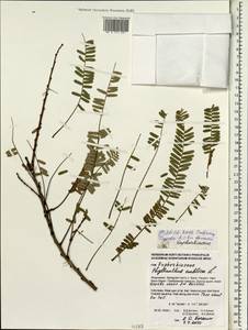 Phyllanthus emblica L., South Asia, South Asia (Asia outside ex-Soviet states and Mongolia) (ASIA) (Indonesia)