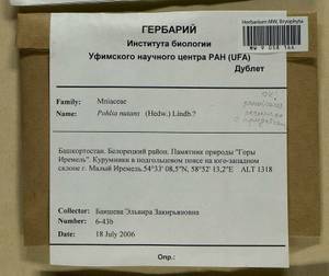 Pohlia nutans (Hedw.) Lindb., Bryophytes, Bryophytes - South Urals (B14) (Russia)