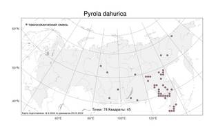 Pyrola dahurica (Andres) Kom., Atlas of the Russian Flora (FLORUS) (Russia)