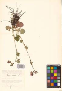 Geum rivale L., Eastern Europe, Central forest-and-steppe region (E6) (Russia)
