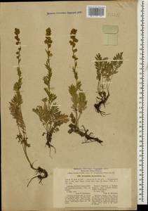 Artemisia armeniaca Lam., Caucasus, Stavropol Krai, Karachay-Cherkessia & Kabardino-Balkaria (K1b) (Russia)