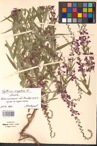 Lythrum virgatum L., Eastern Europe, Moscow region (E4a) (Russia)