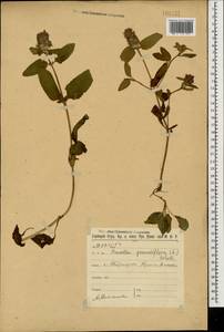 Prunella grandiflora (L.) Scholler, Caucasus, Stavropol Krai, Karachay-Cherkessia & Kabardino-Balkaria (K1b) (Russia)