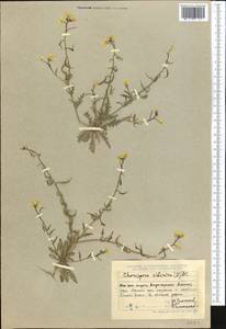 Chorispora sibirica (L.) DC., Middle Asia, Dzungarian Alatau & Tarbagatai (M5) (Kazakhstan)