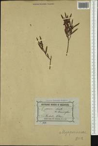 Eremophila deserti (Cunn. ex Benth.) R.J. Chinnock, Australia & Oceania (AUSTR) (Australia)