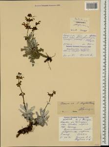 Salvia canescens var. daghestanica (Sosn.) Menitsky, Caucasus, North Ossetia, Ingushetia & Chechnya (K1c) (Russia)