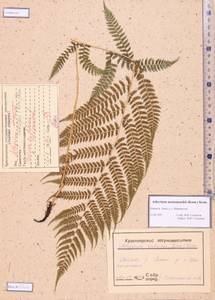 Athyrium monomachii (Kom.) Kom., Siberia, Altai & Sayany Mountains (S2) (Russia)