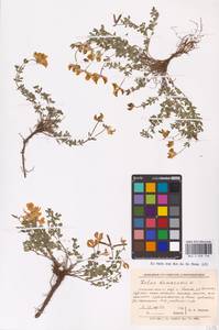 Lotus corniculatus L., Eastern Europe, North-Western region (E2) (Russia)
