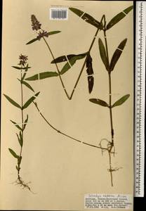 Stachys riederi Cham., Mongolia (MONG) (Mongolia)