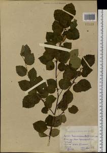 Betula microphylla Bunge, Siberia, Western (Kazakhstan) Altai Mountains (S2a) (Kazakhstan)