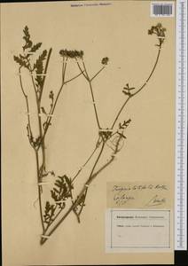 Turgenia latifolia (L.) Hoffm., Western Europe (EUR) (Germany)