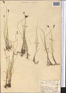 Carex enervis C.A.Mey., Middle Asia, Pamir & Pamiro-Alai (M2) (Kyrgyzstan)