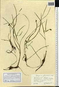 Sparganium hyperboreum Laest. ex Beurl., Siberia, Central Siberia (S3) (Russia)