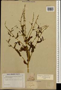 Myagrum perfoliatum L., Caucasus (no precise locality) (K0)
