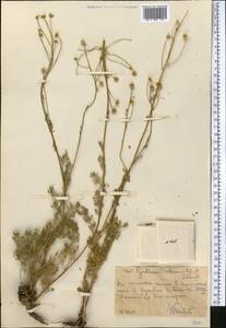 Tanacetopsis setacea (Regel & Schmalh.) S. Kovalevsk., Middle Asia, Western Tian Shan & Karatau (M3) (Uzbekistan)