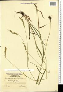 Brachypodium pinnatum (L.) P.Beauv., Caucasus, South Ossetia (K4b) (South Ossetia)