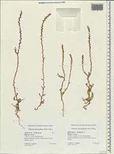 Ofaiston monandrum (Pall.) Moq., Crimea (KRYM) (Russia)