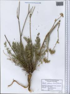 Seseli abolinii (Korovin) Schischk., Middle Asia, Dzungarian Alatau & Tarbagatai (M5) (Kazakhstan)