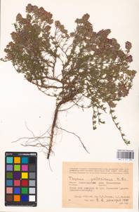 MHA 0 157 296, Thymus pallasianus Heinr.Braun, Eastern Europe, Lower Volga region (E9) (Russia)