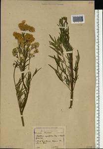 Thalictrum lucidum L., Eastern Europe, North-Western region (E2) (Russia)