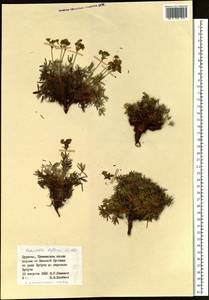 Potentilla biflora Willd. ex Schltdl., Siberia, Baikal & Transbaikal region (S4) (Russia)