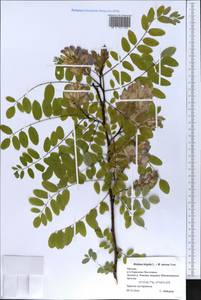 Robinia hispida × viscosa, Eastern Europe, Moscow region (E4a) (Russia)