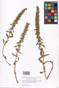 Dracocephalum thymiflorum L., Eastern Europe, Moscow region (E4a) (Russia)