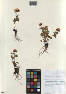 Ranunculus altaicus Laxm., Siberia, Altai & Sayany Mountains (S2) (Russia)