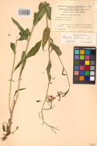 Hesperis sibirica L., Eastern Europe, Eastern region (E10) (Russia)