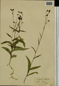 Lactuca sibirica (L.) Maxim., Siberia (no precise locality) (S0) (Russia)