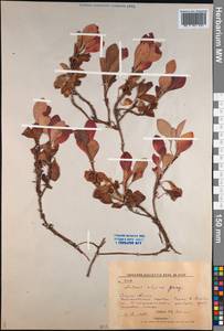 Arctostaphylos alpinus (L.) Spreng., Siberia, Russian Far East (S6) (Russia)