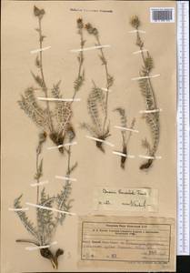 Cousinia bonvalotii Franch., Middle Asia, Western Tian Shan & Karatau (M3) (Uzbekistan)