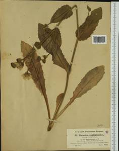 Hieracium amplexicaule subsp. berardianum (Arv.-Touv.) Zahn, Western Europe (EUR) (France)