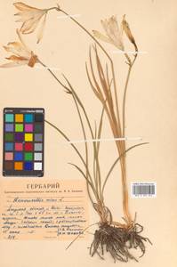 Hemerocallis minor Mill., Siberia, Russian Far East (S6) (Russia)