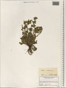 Salvia verbenaca L., Africa (AFR) (Morocco)