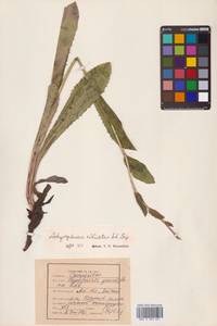 Hypochaeris ciliata (Thunb.) Makino, Siberia, Russian Far East (S6) (Russia)