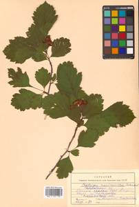 Crataegus maximowiczii C. K. Schneid., Siberia, Russian Far East (S6) (Russia)