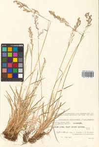 Deschampsia cespitosa subsp. cespitosa, Siberia, Chukotka & Kamchatka (S7) (Russia)