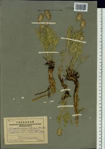 Astragalus laxmannii subsp. laxmannii, Siberia, Altai & Sayany Mountains (S2) (Russia)