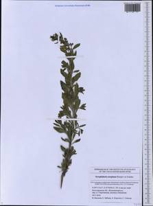 Scrophularia rupestris M. Bieb. ex Willd., Eastern Europe, Lower Volga region (E9) (Russia)