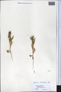 Spinacia oleracea subsp. turkestanica (Iljin) Del Guacchio & P. Caputo, Middle Asia, Pamir & Pamiro-Alai (M2) (Uzbekistan)